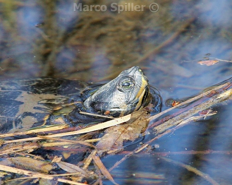 Trachemys scripta